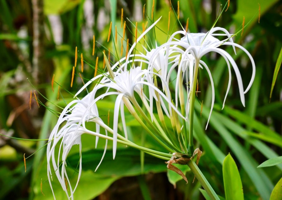 Malvaviscus arboreus