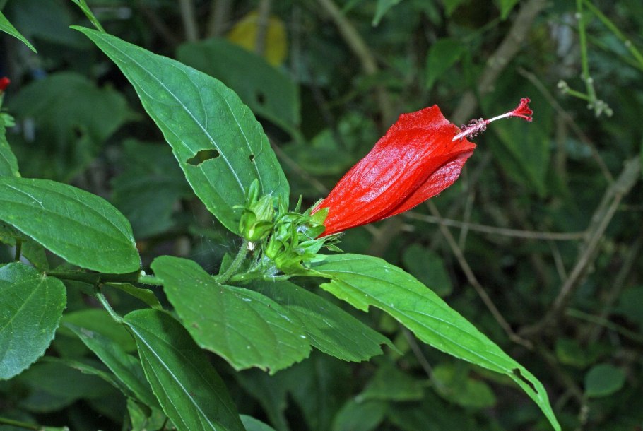 Крестоцветные кустарники