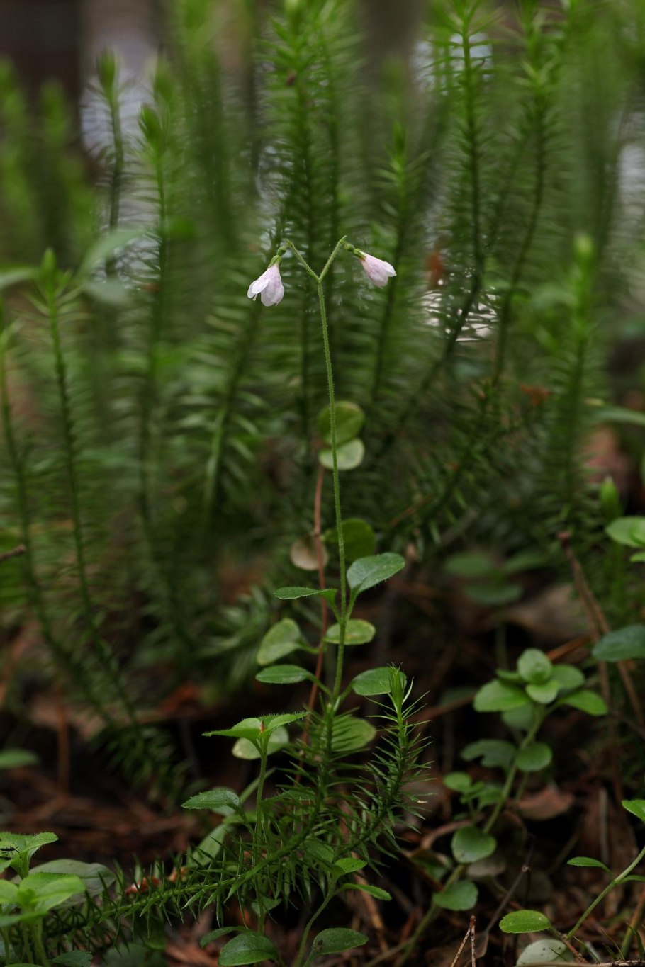Galeopsis segetum Necker