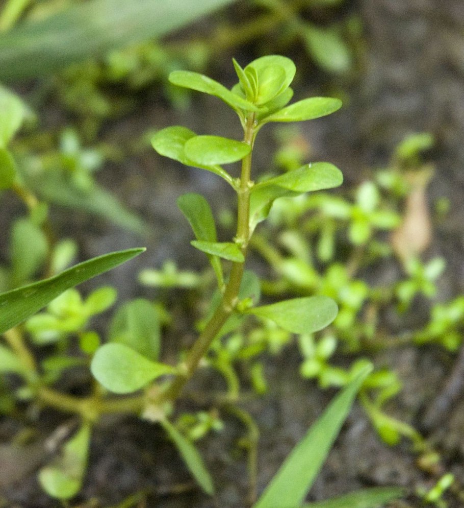 Медуница валовидная