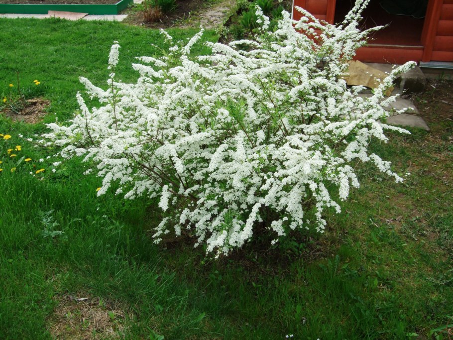 Спирея серая Грефшейм
