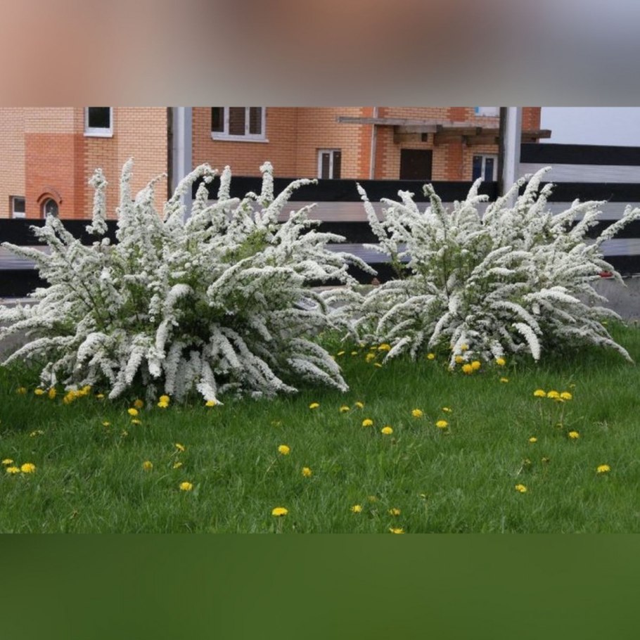 Спирея серая Грефшейм