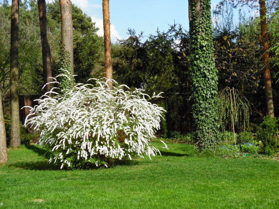 Спирея Сноумаунд