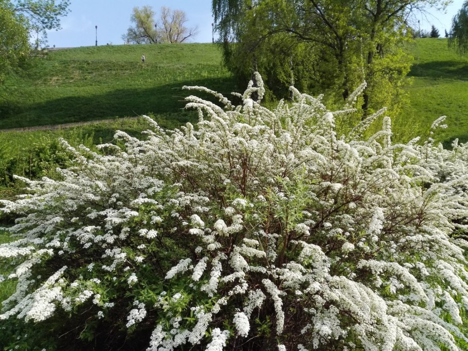 Спирея Норвежская Грефшайн