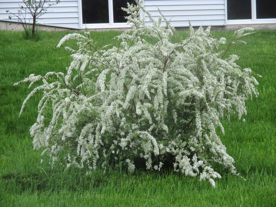 Спирея серая Грефшейм