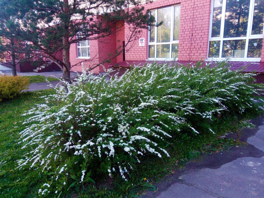 Спирея серая Грефшейм