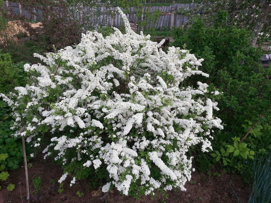 Спирея серая Grefsheim