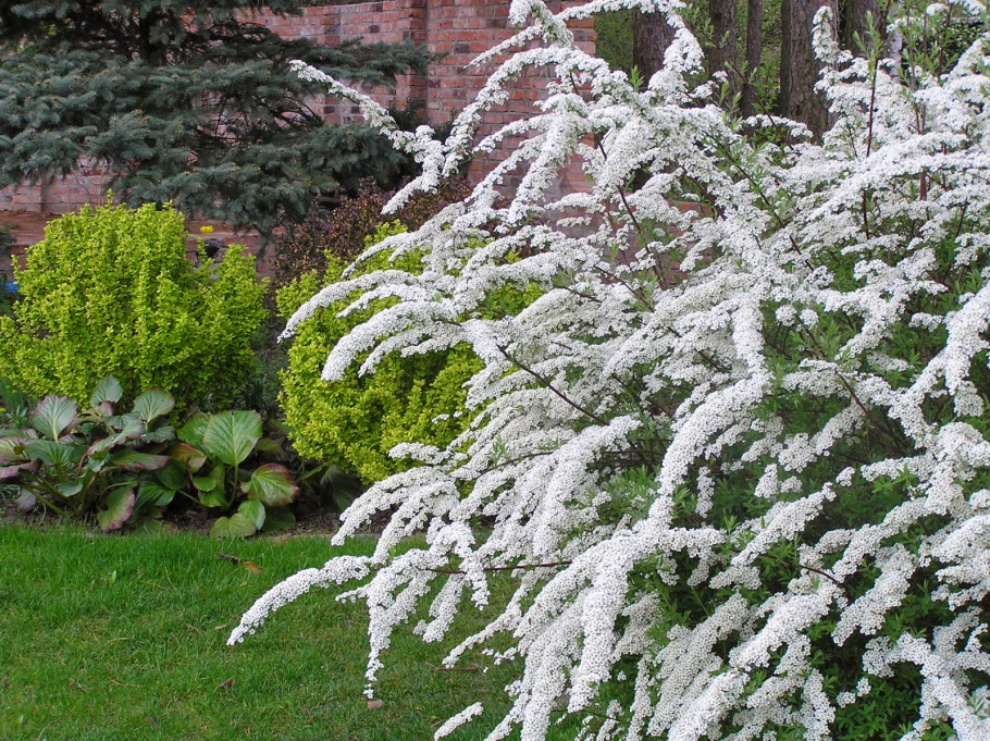 Спирея Северная Грефшейм