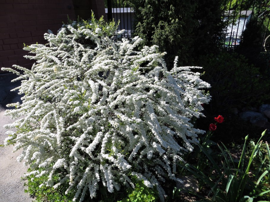 Спирея Грефшейм