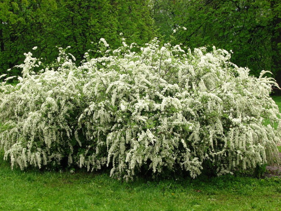 Спирея Грефшейм