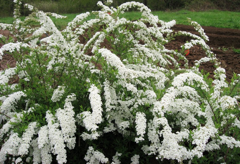 Спирея серая Грефшейм