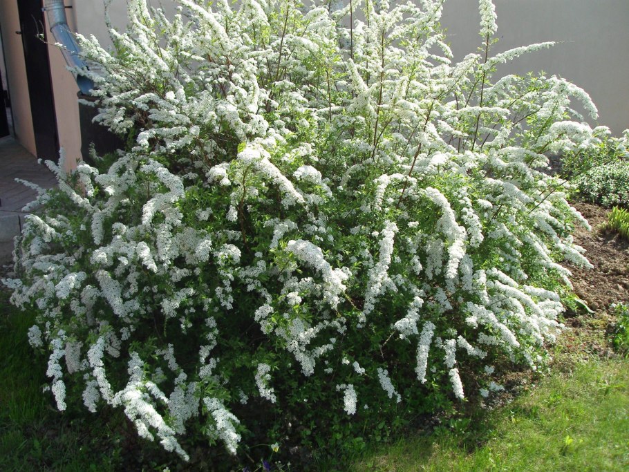 Грефшейм спирея