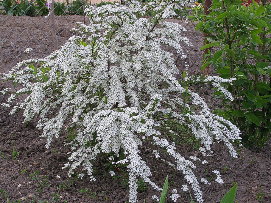 Спирея серая Grefsheim