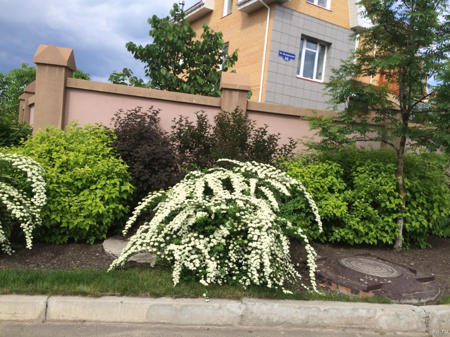 Спирея серая Грациоза