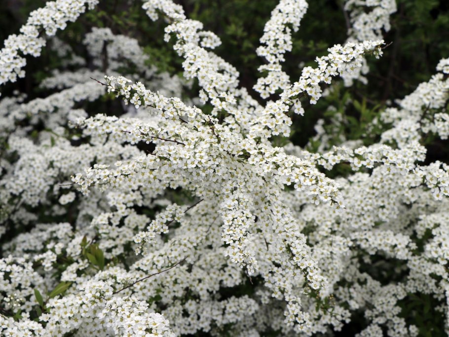 Спирея серая Греф Шейн