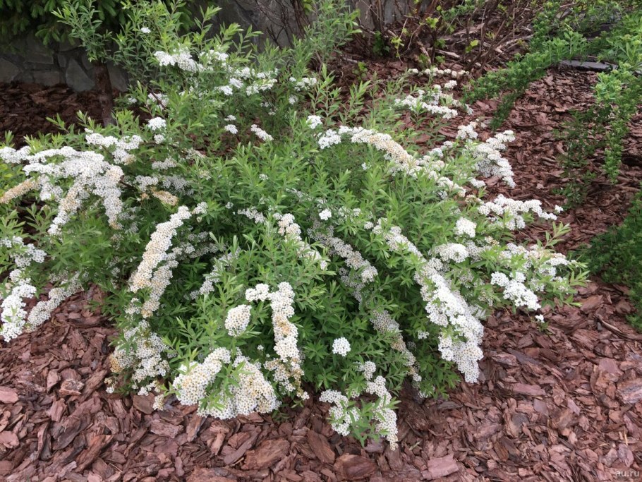 Спирея серая Грефшейм