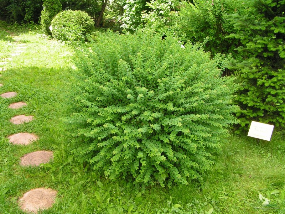 Спирея серая Грефшейм