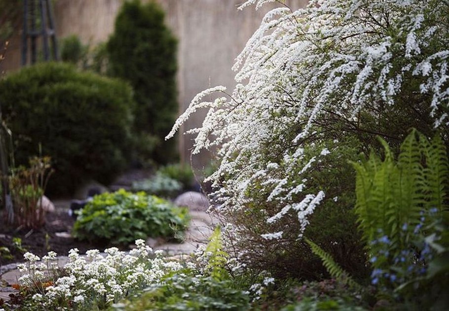 Спирея серая Грефшейм