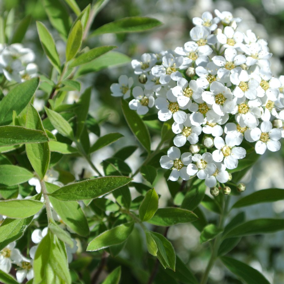 Спирея Грефшейм листья