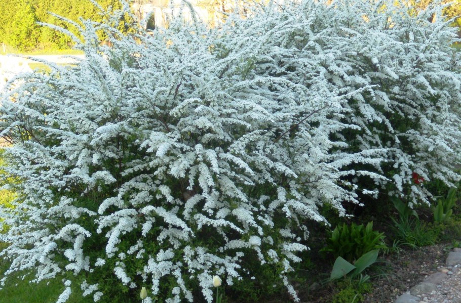 Спирея серая грефшейм