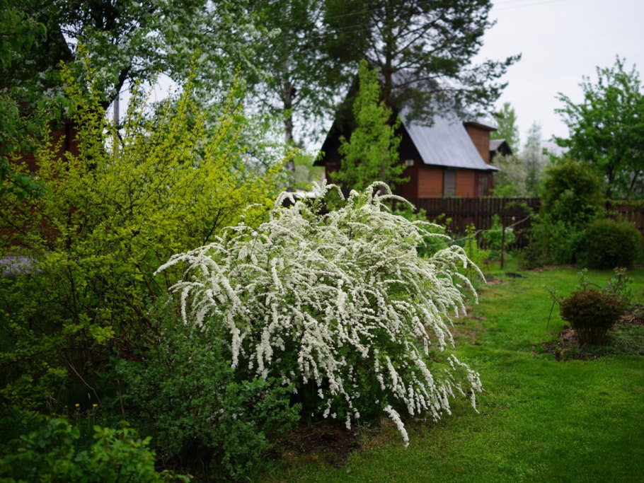 Спирея серая Грефшейм