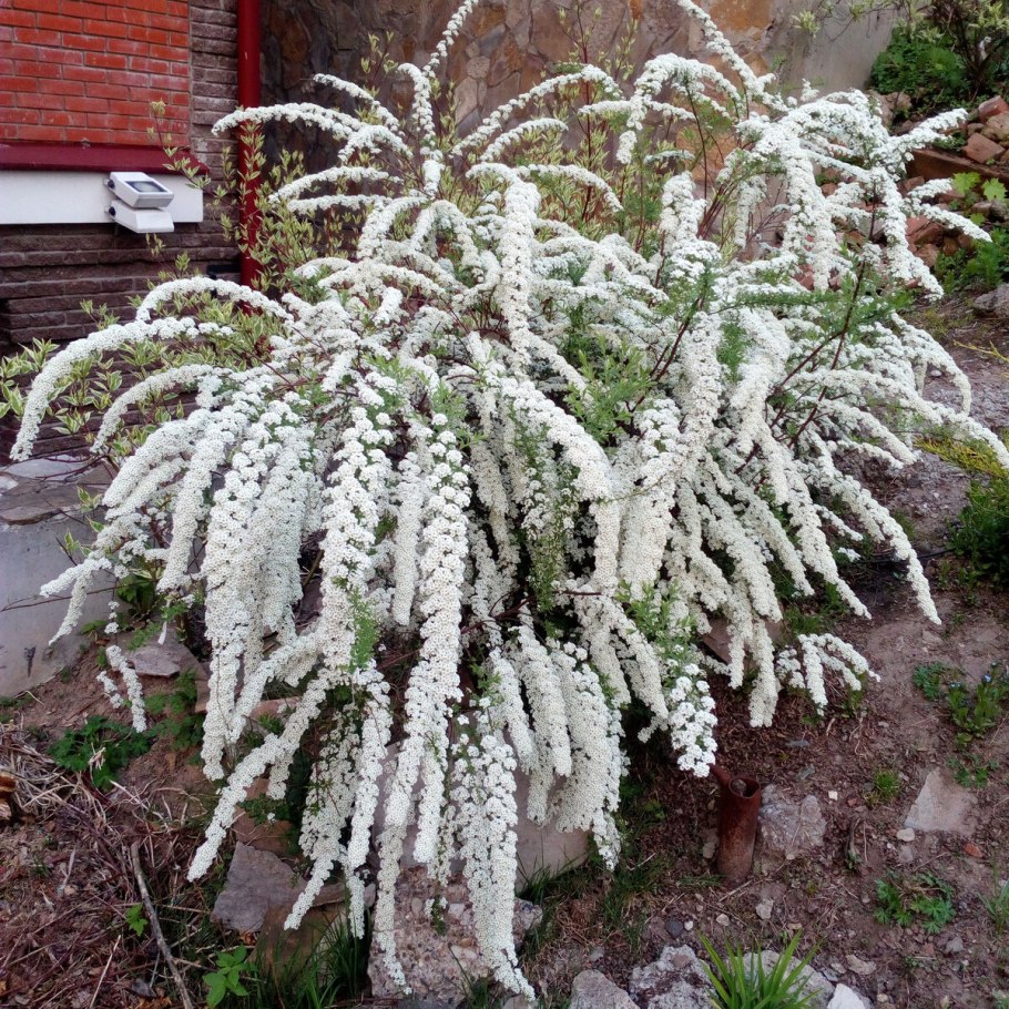 Спирея спирея Грифшейн