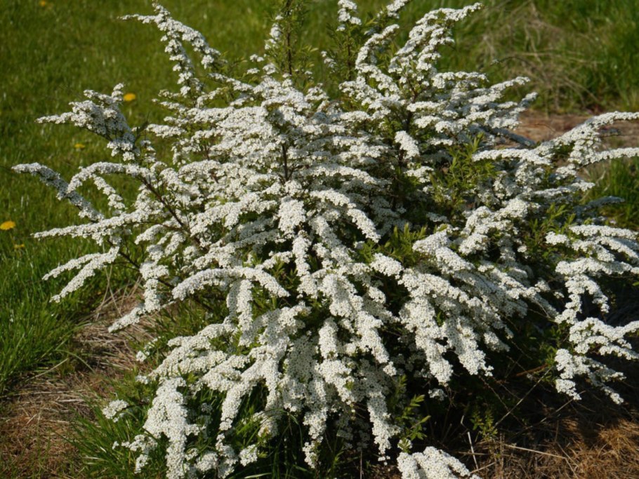 Спирея серая Грефшейм