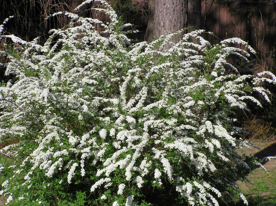 Спирея гейфшнера