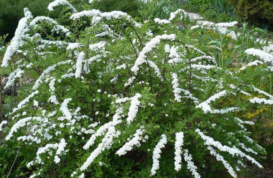 Спирея японская Грефшейм