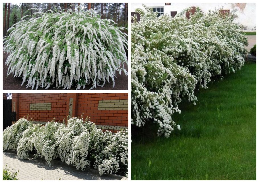 Спирея серая Грефшейм