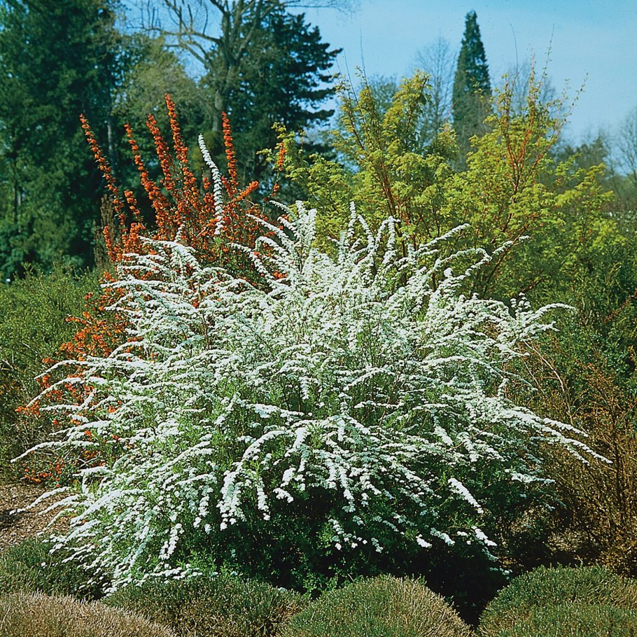 Спирея серая Грациоза