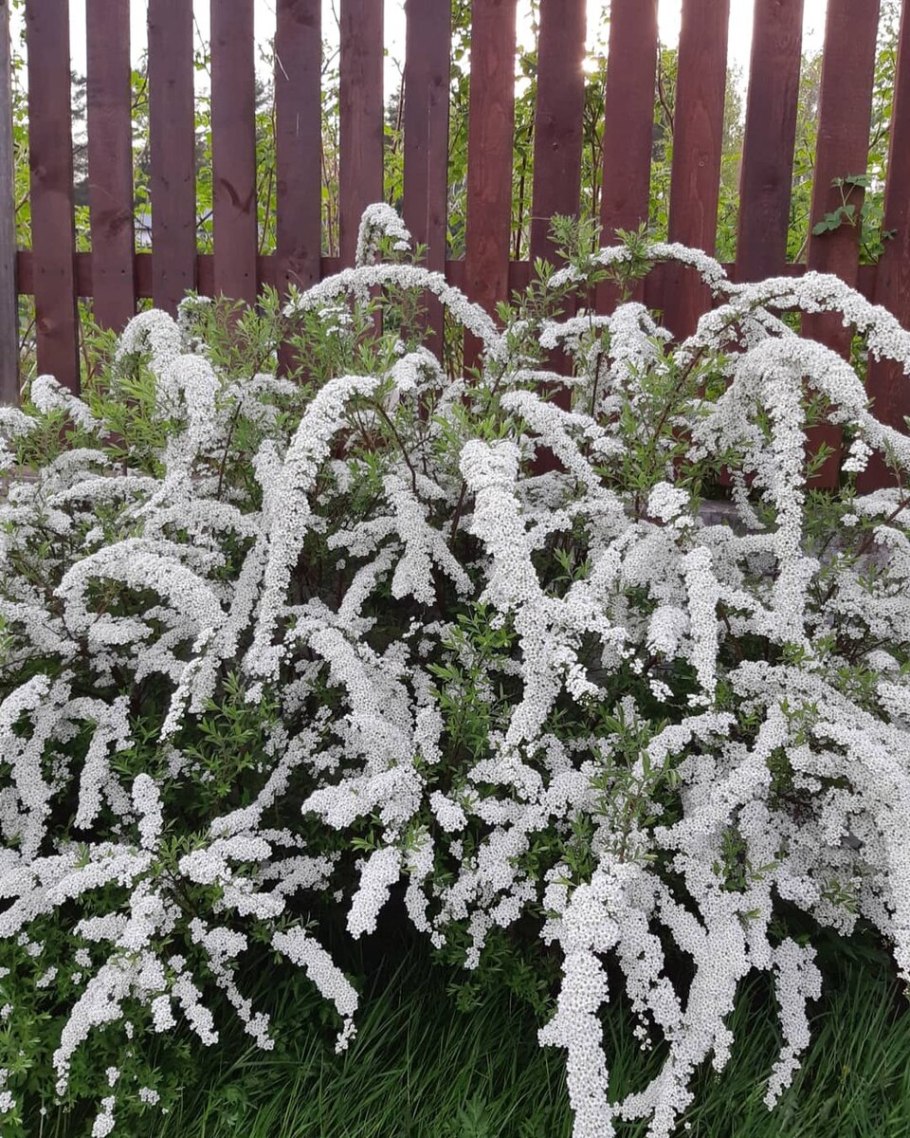 Спирея серая аргута