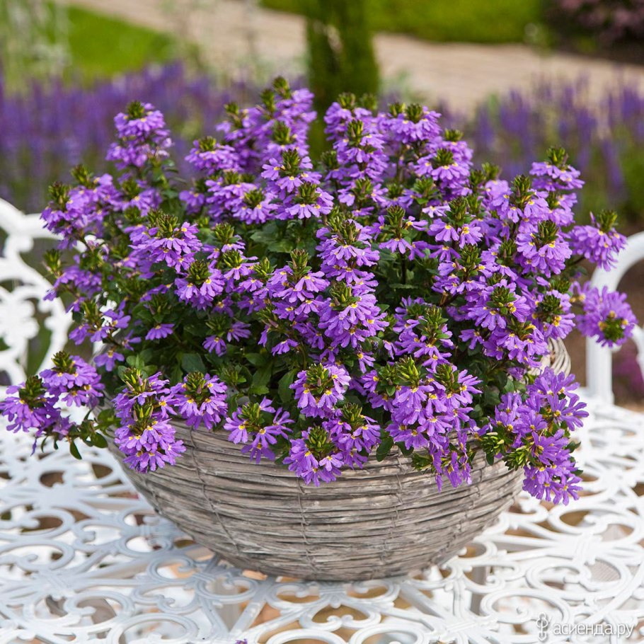 Сцевола Blue Fan