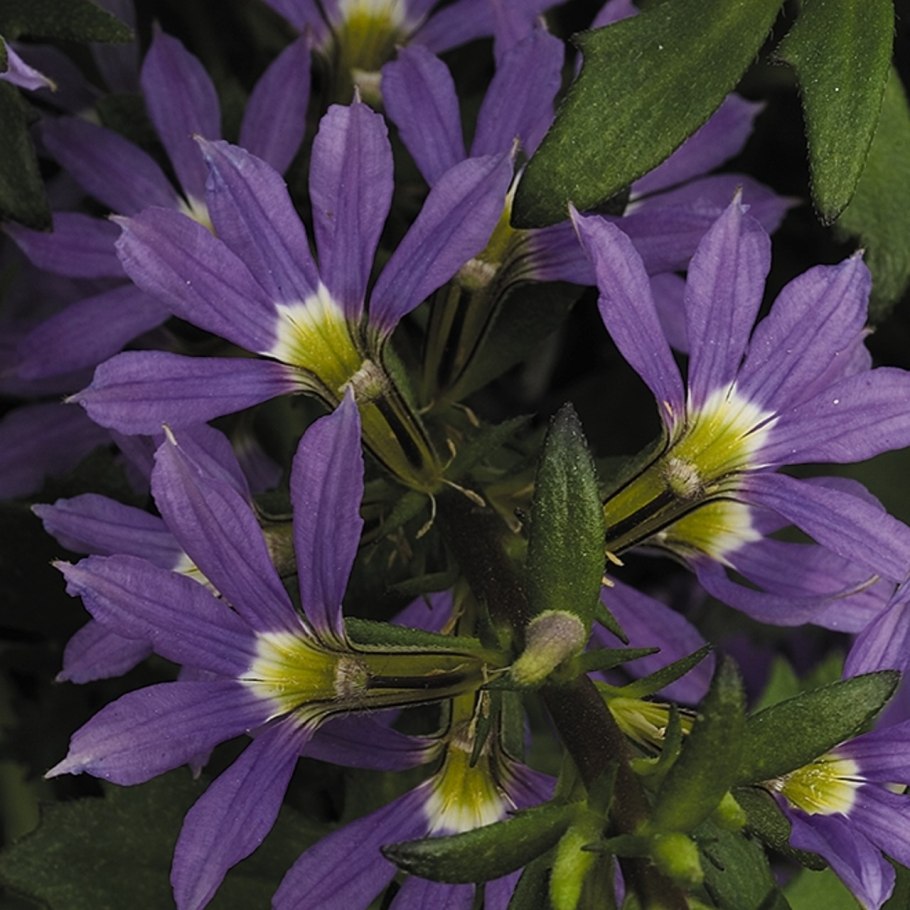 Сцевола однолетник