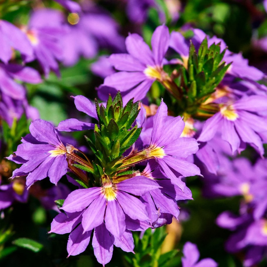 Сцевола ампельная