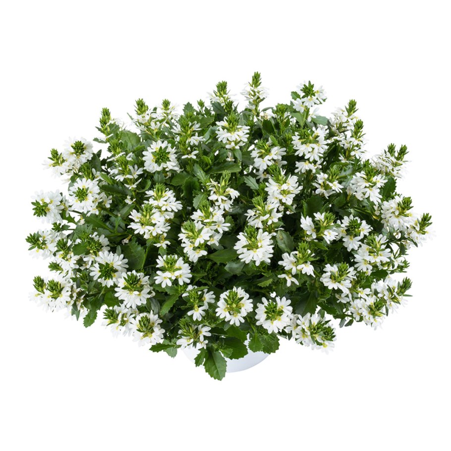 Сцевола бриллиант