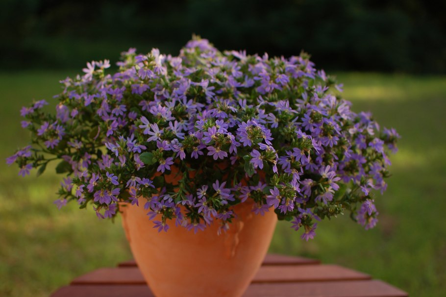 Сцевола ампельная