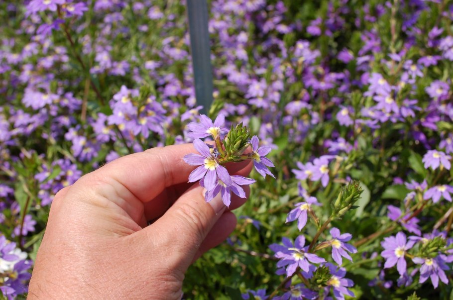 Сцевола вегетативная