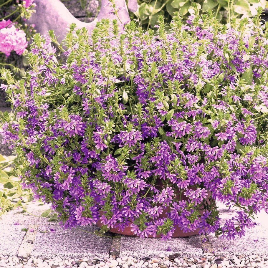 Сцевола перпл Хейз