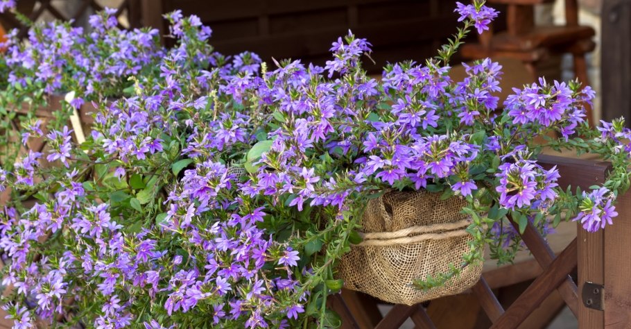 Сцевола однолетник