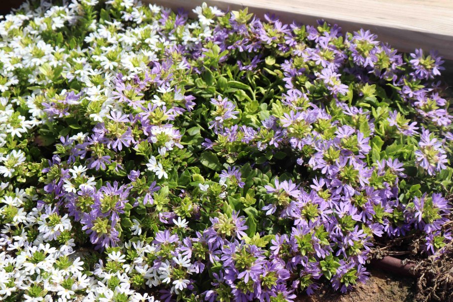 Сцевола однолетник