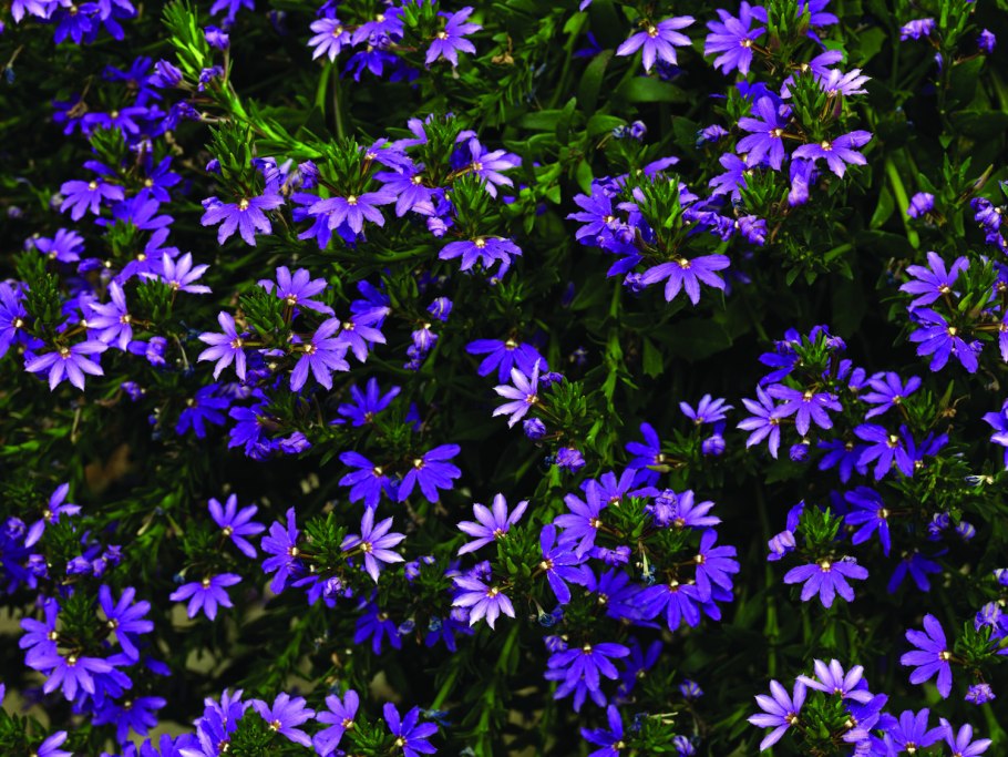 Сцевола ампельная