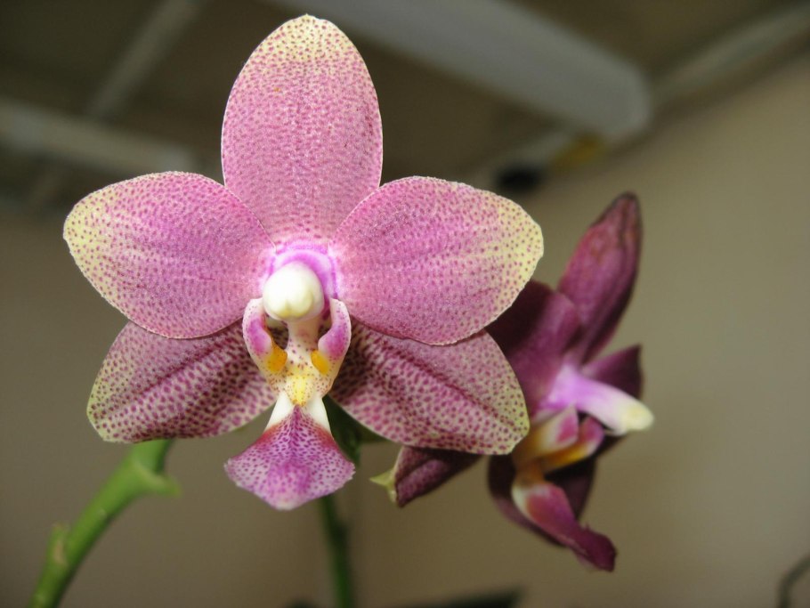Phal. (Hsinying Fanjo-Mituo Sun) Eddy
