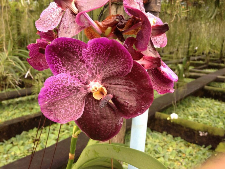 KT 7112 V. Black Magic - Doctor Anek x v. sanderiana