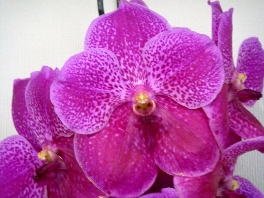 Vanda Dr. Anek