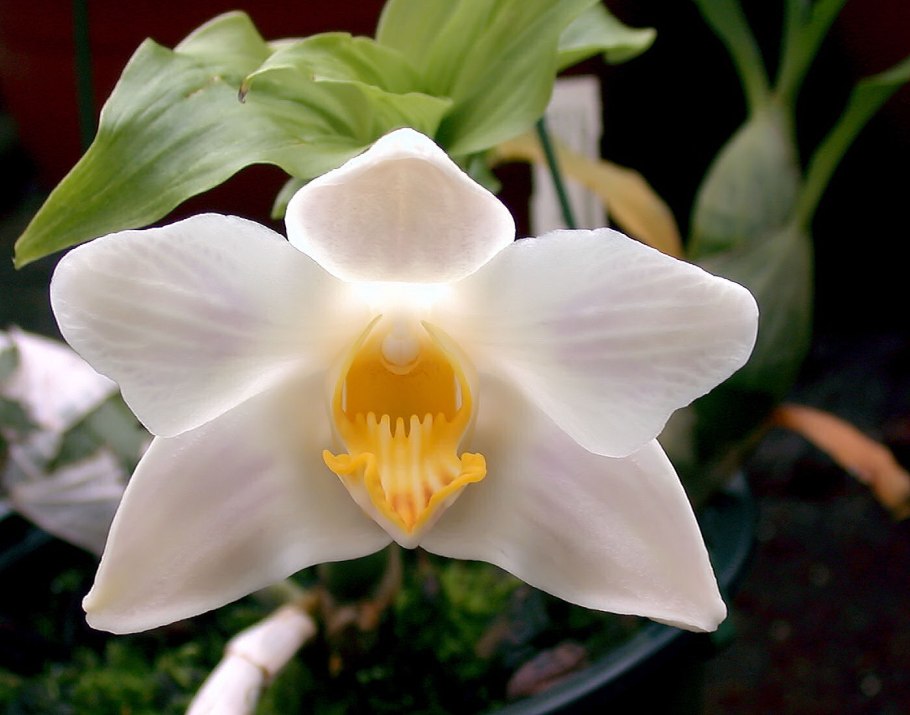 Фаленопсис Modesta x sib