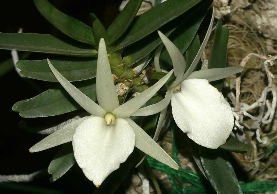 Vanda wacharin