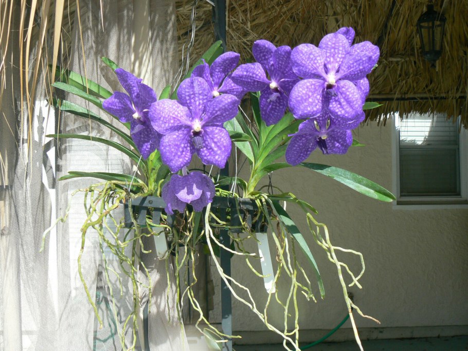 Ванда Pachara Delight