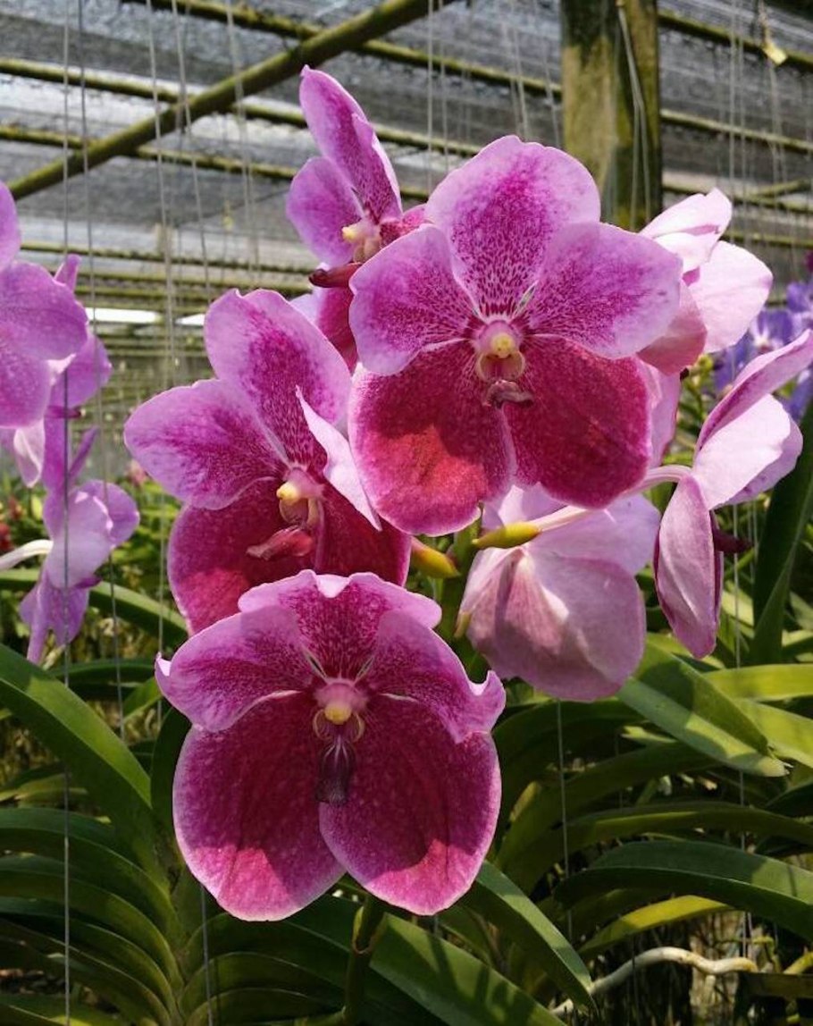 Култана орхидеи