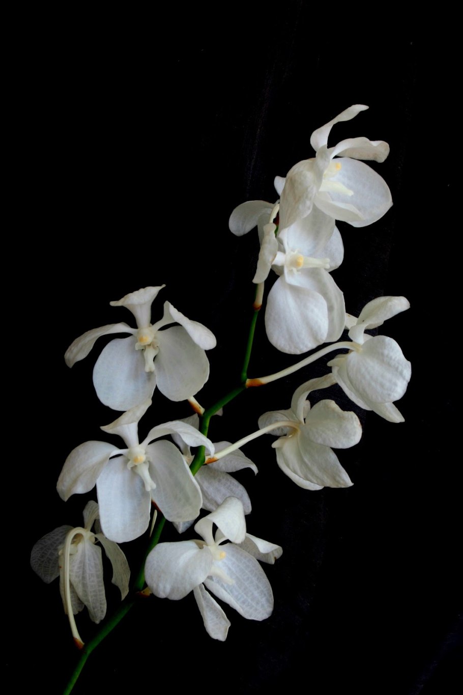 Ванда coerulea Alba